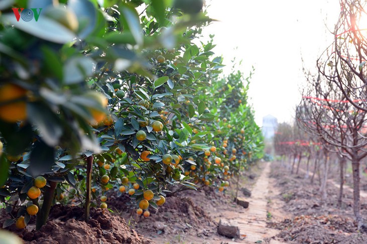 Peach blossoms bloom early in Nhat Tan flower village - ảnh 9